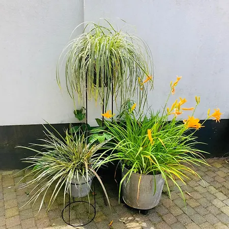 Balsemientexel Apartmán De Koog (Texel)